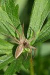 Pisaura mirabilis