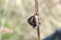 Agalenatea redii