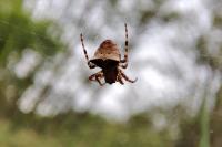 Gibbaranea bituberculata