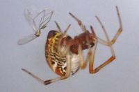 Parasteatoda lunata