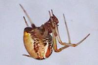 Parasteatoda lunata