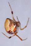 Parasteatoda lunata