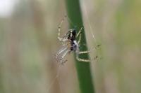 Mangora acalypha