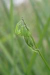 Micrommata virescens