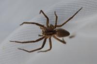 Pisaura mirabilis