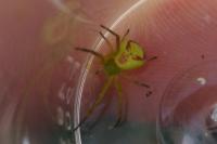 Ebrechtella tricuspidata