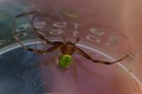 Ebrechtella tricuspidata