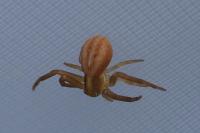 Runcinia grammica