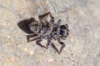 Philaeus chrysops