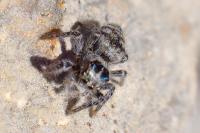 Philaeus chrysops