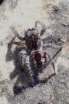 Philaeus chrysops