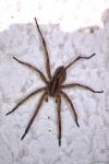 Hogna radiata