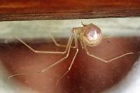 Spermophora senoculata