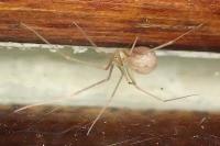 Spermophora senoculata