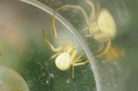 Misumena vatia