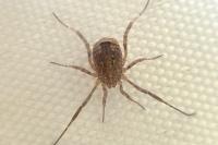 Odiellus spinosus