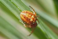 Hypsosinga heri