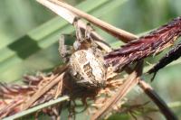 Larinioides cornutus