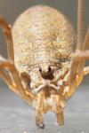 Phalangiidae