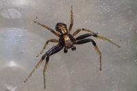Xysticus