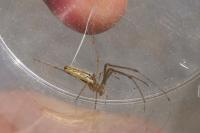 Tetragnatha