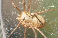 Phalangiidae