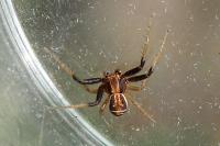Xysticus