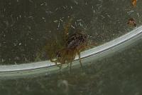 Oxyopes