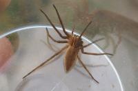Pisaura mirabilis