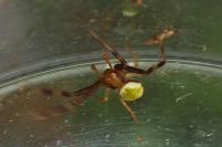 Ebrechtella tricuspidata
