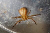 Runcinia grammica