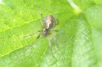 Anelosimus