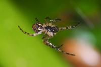 Metellina merianae
