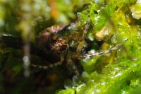 Metellina merianae