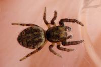 Macaroeris nidicolens