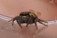 Macaroeris nidicolens