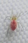 Nigma puella