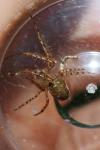 Metellina merianae