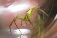 Diaea