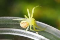 Diaea
