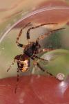 Gibbaranea bituberculata