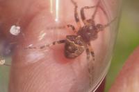 Gibbaranea bituberculata