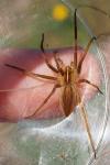 Pisaura mirabilis