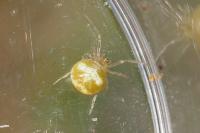 Paidiscura pallens