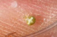 Paidiscura pallens
