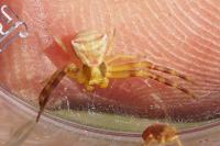 Thomisus
