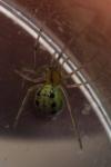 Enoplognatha