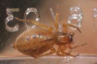 Porrhoclubiona