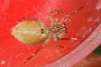 Porrhoclubiona