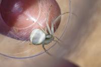 Misumena vatia
